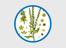 ProstaGenix Ingredients - Beta Sitosterol